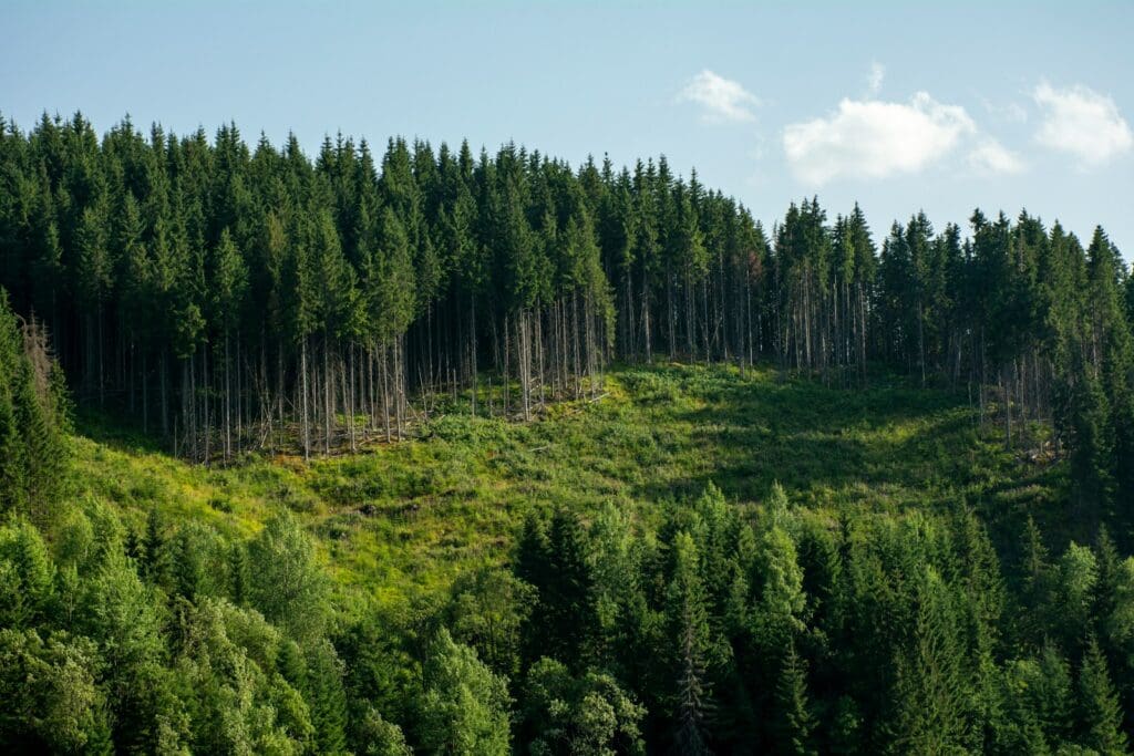 A green forest covers the hilly landscape.