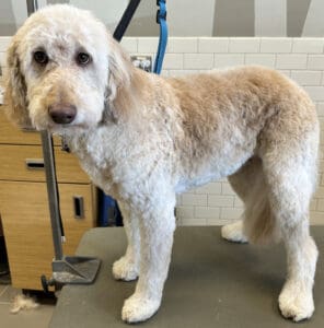 4a85c10db497a202af6c153c3d7020ce 1000x1012 fill 296x300