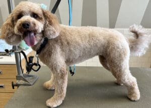 55becc43defe87592e1755f2f4987949 1000x712 fill 300x214