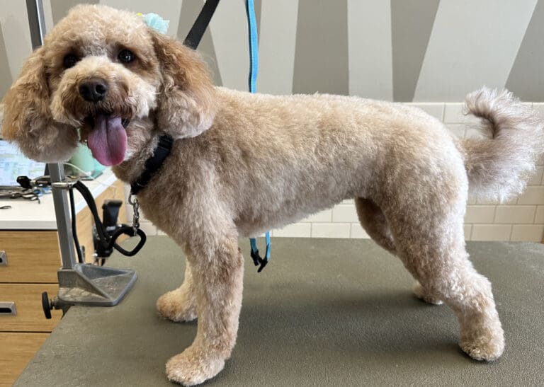 55becc43defe87592e1755f2f4987949 1000x712 fill 768x547