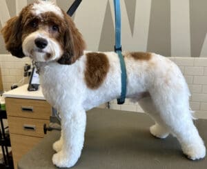 f509eae7914e288ee061415c34ed9340 1000x818 fill 300x245